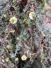 Maireana pyramidata