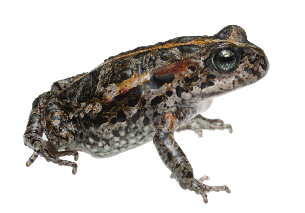 Landdroskop Mountain Toadlet