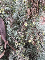 Maireana pyramidata