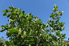 Quercus macranthera
