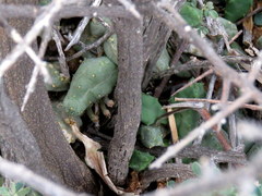 Piaranthus comptus
