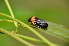 Phymatostetha deschampsi
