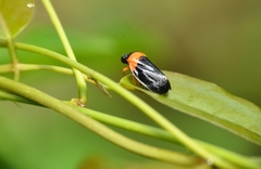 Phymatostetha deschampsi