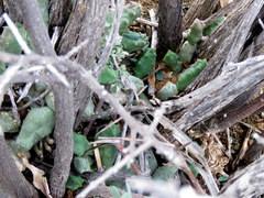 Piaranthus comptus