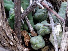 Piaranthus comptus