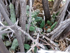 Piaranthus comptus
