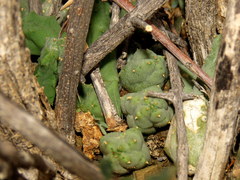 Piaranthus comptus