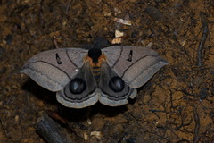 Automeris curvilinea
