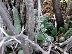 Piaranthus comptus