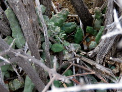 Piaranthus comptus