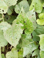 Ipomoea batatas