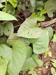 Ipomoea batatas