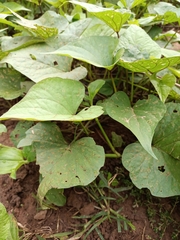 Ipomoea batatas