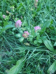 Trifolium pratense