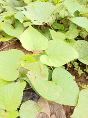 Ipomoea batatas