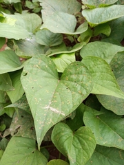 Ipomoea batatas