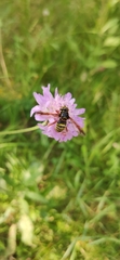 Spilomyia diophthalma