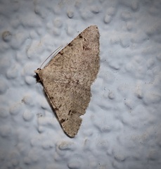 Digrammia californiaria