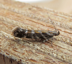 Aristotelia ericinella