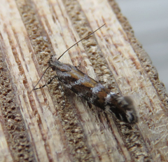 Aristotelia ericinella