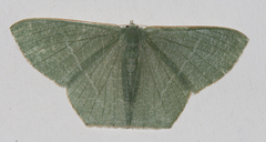 Thalassodes immissaria