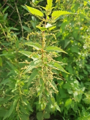 Urtica dioica