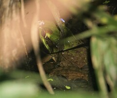 Lithobates vaillanti