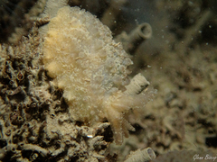Doris ocelligera
