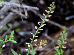 Lepidium africanum divaricatum