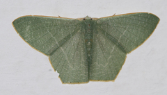 Thalassodes immissaria