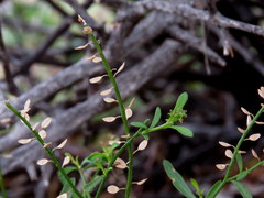 Lepidium africanum divaricatum