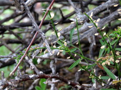 Lepidium africanum divaricatum