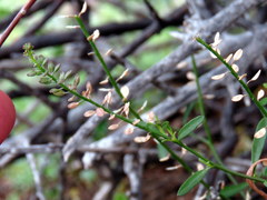 Lepidium africanum divaricatum