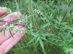 Artemisia integrifolia