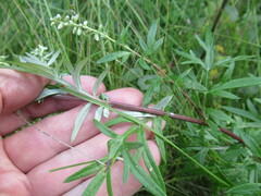 Artemisia integrifolia