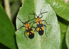 Oncopeltus spectabilis