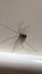 Pholcus phalangioides