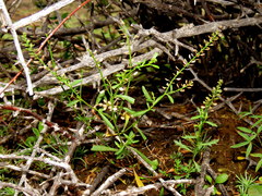 Lepidium africanum divaricatum