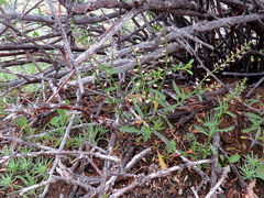 Lepidium africanum divaricatum