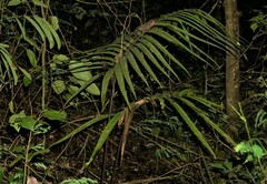 Zamia standleyi