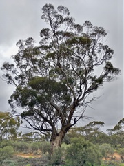 Eucalyptus oleosa oleosa