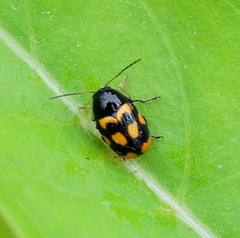 Cryptocephalus anticus
