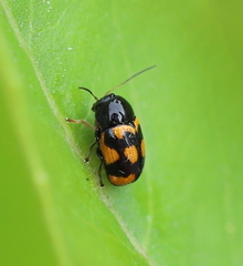 Cryptocephalus anticus