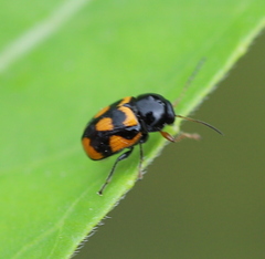 Cryptocephalus anticus