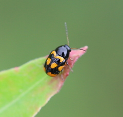 Cryptocephalus anticus