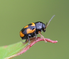 Cryptocephalus anticus