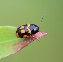 Cryptocephalus anticus