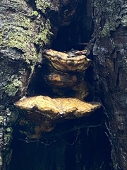Piptoporus australiensis
