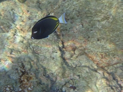 Acanthurus nigricans