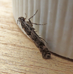Teleiopsis diffinis